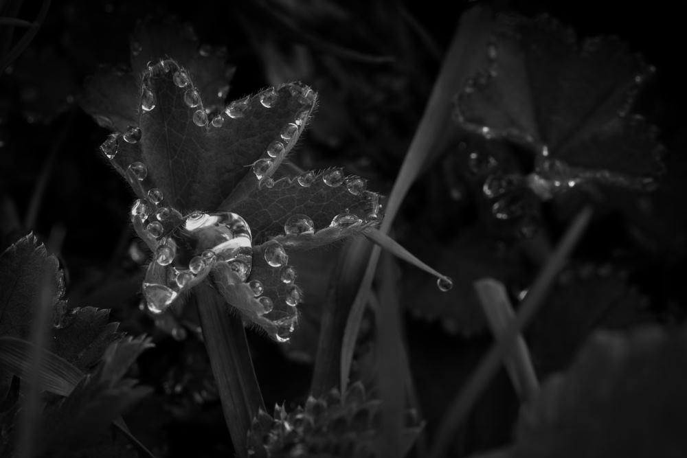 7. Platz Willi Bitzer